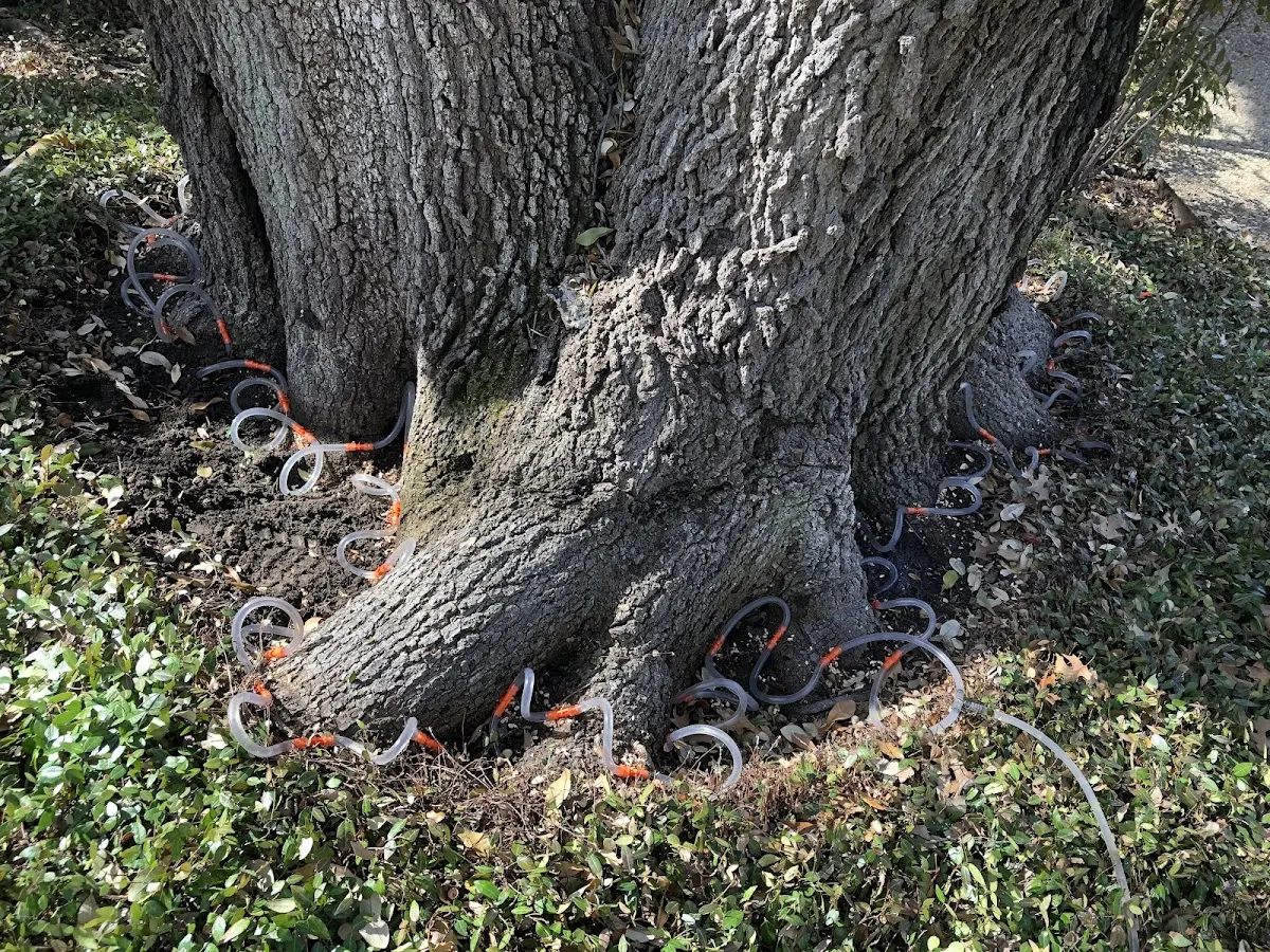 Detailed Tree Cabling and Bracing job site in Beldenville