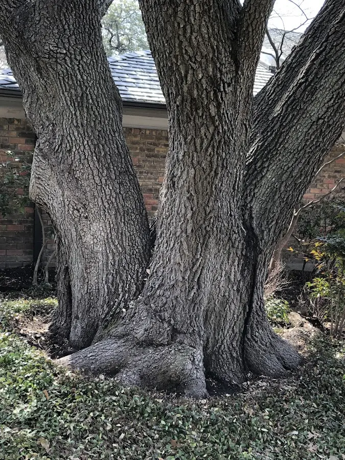 Mature heritage tree close to a Beldenville property cared for by certified arborists